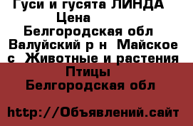 Гуси и гусята ЛИНДА › Цена ­ 230 - Белгородская обл., Валуйский р-н, Майское с. Животные и растения » Птицы   . Белгородская обл.